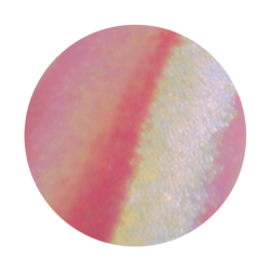 Praf magic 3- brillbird